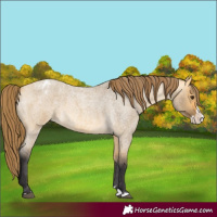 Horse Color:Unknown 