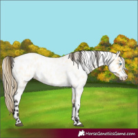 Horse Color:Buckskin Roan Dun Splash Leopard 