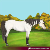 Horse Color:Unknown 