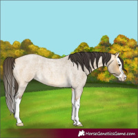 Horse Color:Unknown 