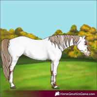 Horse Color:Red Roan Near Fewspot