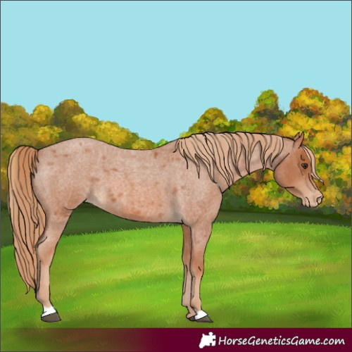 Horse Color:Unknown