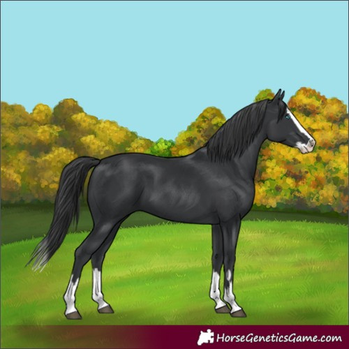 Horse Color:Black Splash