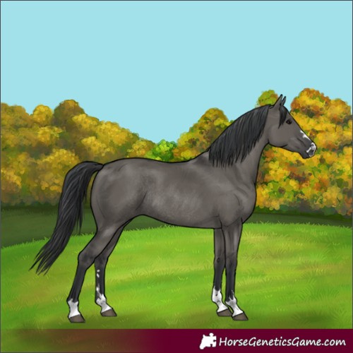 Horse Color:Grullo Rabicano 