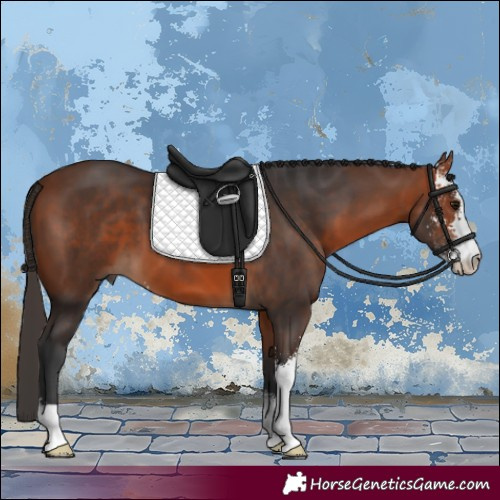 Horse Color:Bay Sabino