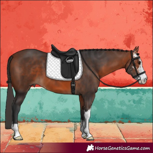 Horse Color:Bay Sabino 