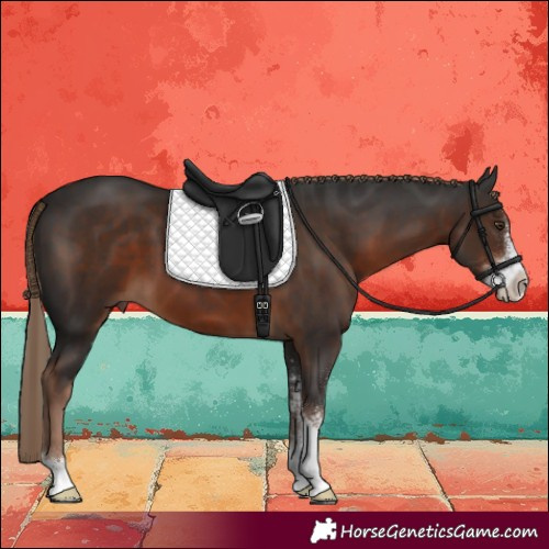 Horse Color:Liver Chestnut Sabino 