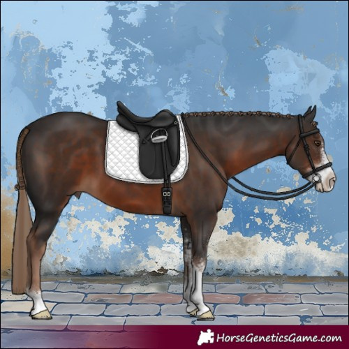 Horse Color:Liver Chestnut Sabino 