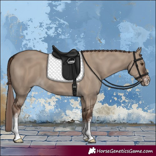 Horse Color:Liver Red Dun Sabino 
