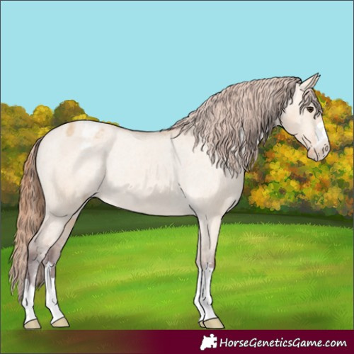 Horse Color:Chocolate Bay Dun Varnish Rabicano 