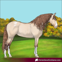 Horse Color:Chocolate Bay Dun Appaloosa Rabicano 