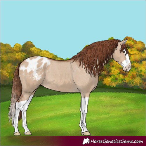 Horse Color:Red Dun Splash Appaloosa 