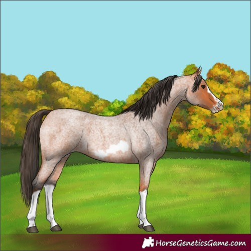 Horse Color:Bay Roan Splash Frame