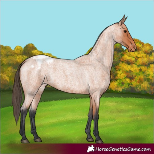 Horse Color:Bay Roan Appaloosa 