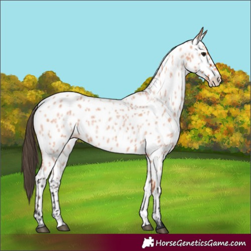 Horse Color:Bay Roan Appaloosa 