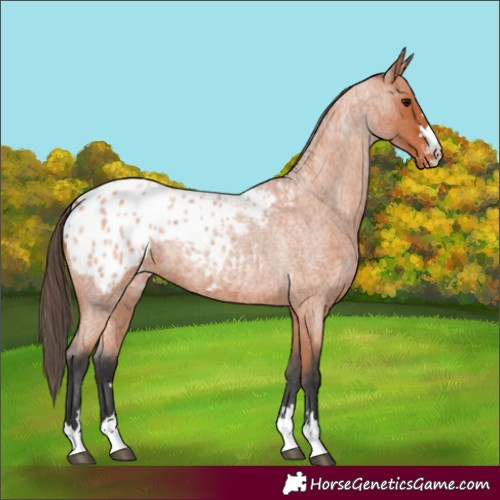 Horse Color:Bay Roan Blanket 