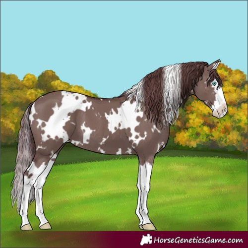Horse Color:White Spotted Chocolate Smoky Grullo Splash 