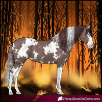 Horse Color:White Spotted Chocolate Smoky Grullo Splash 