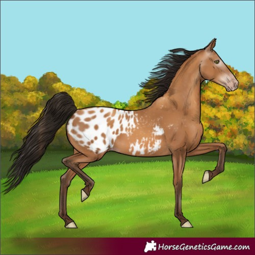 Horse Color:Gray Amber Champagne Appaloosa 