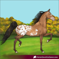 Horse Color:Gray Amber Champagne Appaloosa 
