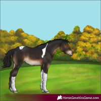 Horse Color:Gray Brown Tobiano Appaloosa Rabicano