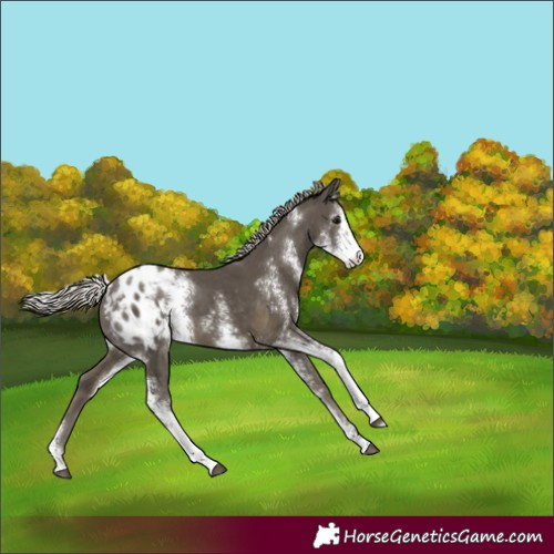 Horse Color:Silver Smoky Black Sabino Varnish