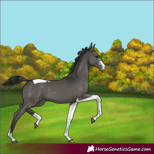 Horse Color:Black Sabino Tobiano 