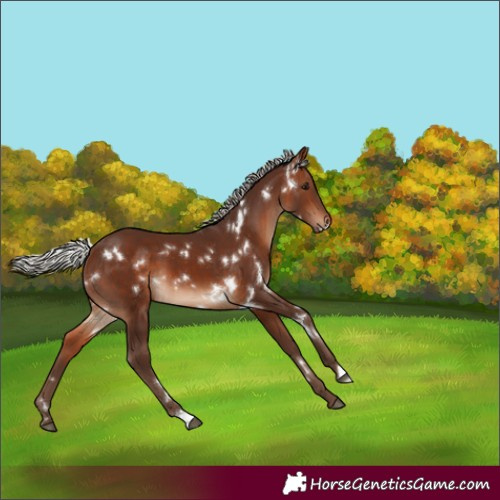 Horse Color:White Spotted Silver Brown 