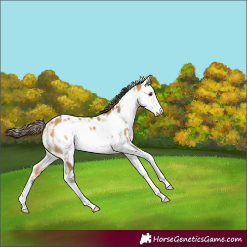 Horse Color:Buckskin Sabino Frame Appaloosa 