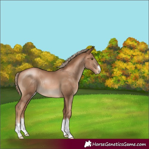Horse Color:Liver Chestnut Pearl 