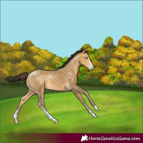 Horse Color:Sable Cream Champagne Sabino 