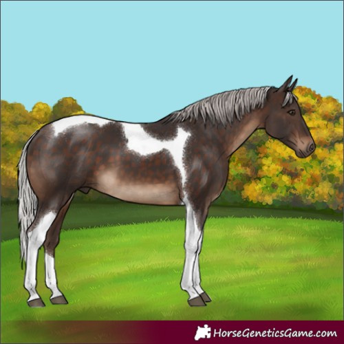 Horse Color:Silver Brown Tobiano 