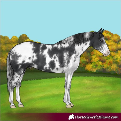 Horse Color:White Spotted Black Sabino 