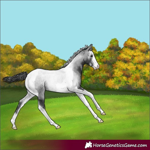 Horse Color:Black Sabino Tobiano