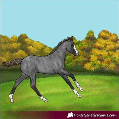 Horse Color:Liver Red Roan