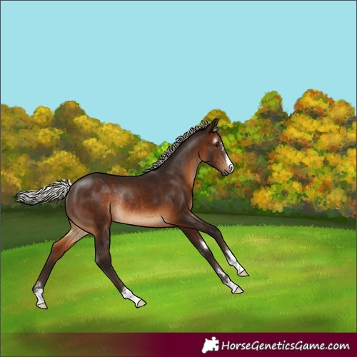 Horse Color:Gray Silver Brown Rabicano