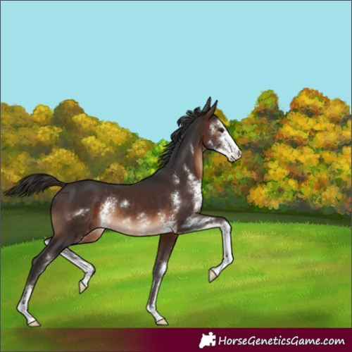 Horse Color:Brown Sabino Rabicano 