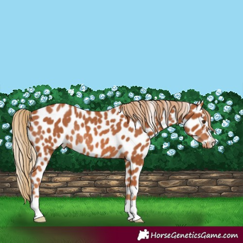 Horse Color:Chestnut Appaloosa Rabicano
