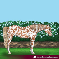 Horse Color:Chestnut Appaloosa Rabicano 