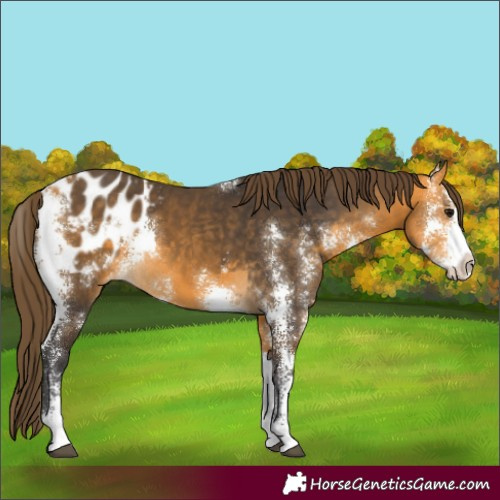 Horse Color:Buckskin Sabino Appaloosa 