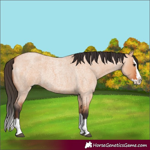 Horse Color:Bay Roan Dun Splash 