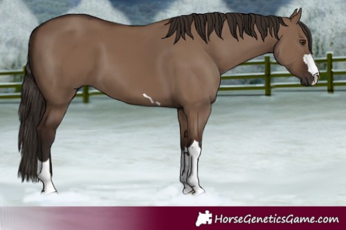 Horse Color:Liver Red Dun 