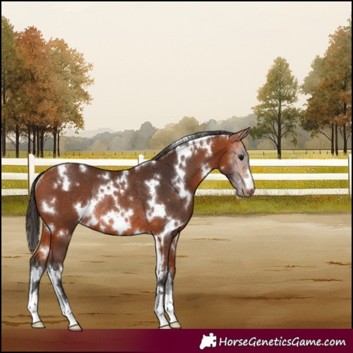Horse Color:White Spotted Bay Rabicano