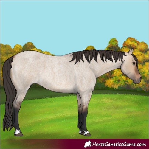 Horse Color:Bay Roan Dun 