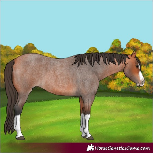 Horse Color:Bay Roan Splash Frame 