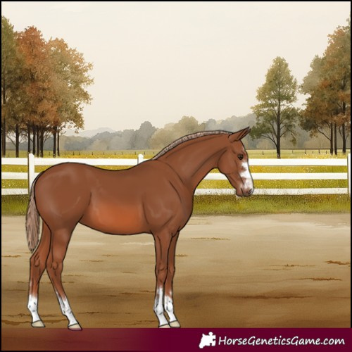 Horse Color:Chestnut 
