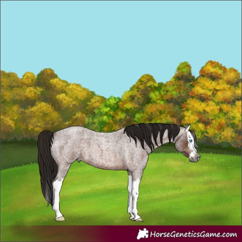 Horse Color:Gray Bay Roan Splash 