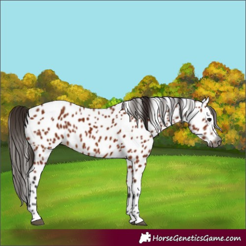 Horse Color:Gray Bay Appaloosa