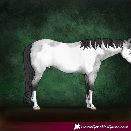 Horse Color:Blue Roan Frame