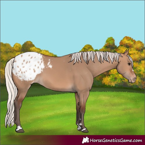 Horse Color:Silver Brown Dun Blanket 